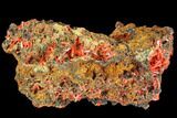Bright Orange Crocoite Crystal Cluster - Tasmania #103814-1